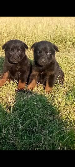 German shepherd dubal cout pair 55 day for sale