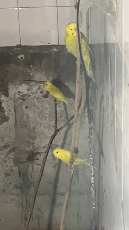 Bajri adult breeders colony for sale 0