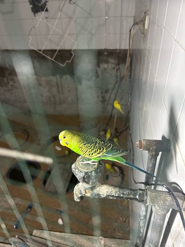 Bajri adult breeders colony for sale 4