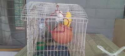 Australian parrots for sale