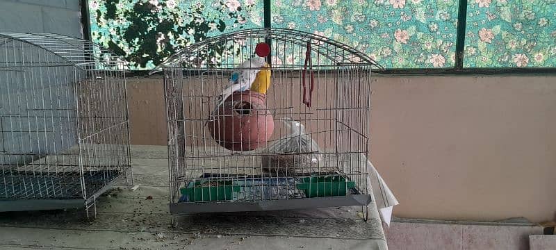 Australian parrots for sale 1