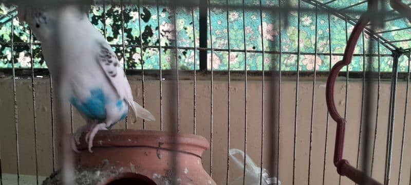 Australian parrots for sale 2