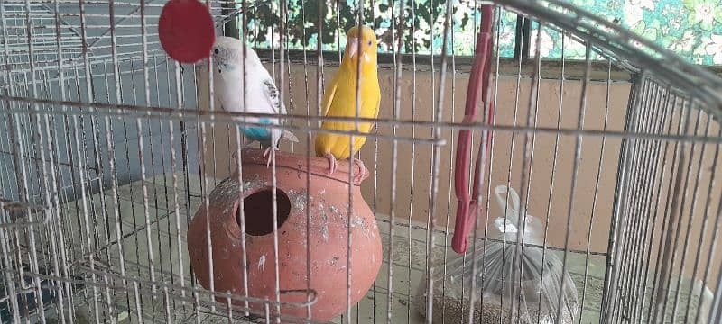 Australian parrots for sale 3