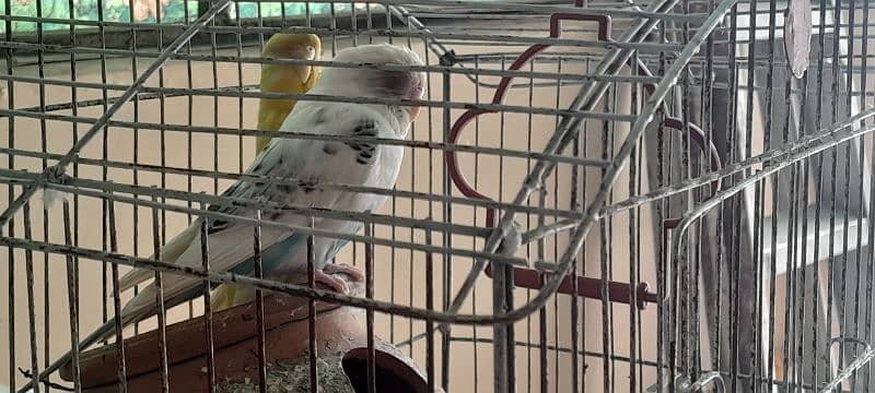 Australian parrots for sale 4