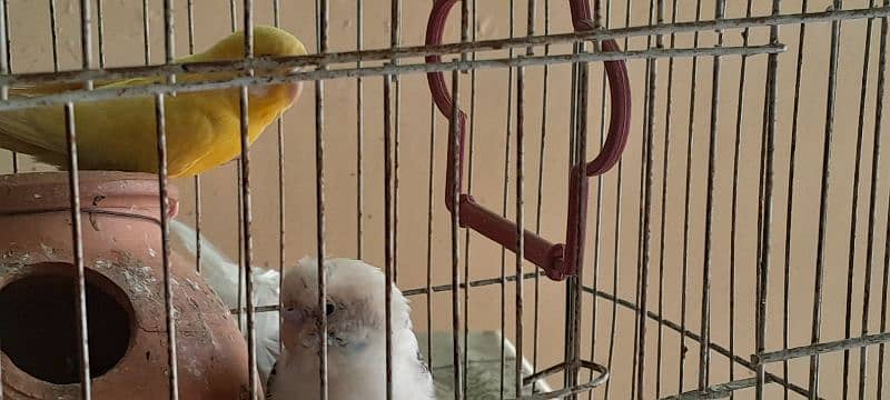 Australian parrots for sale 5