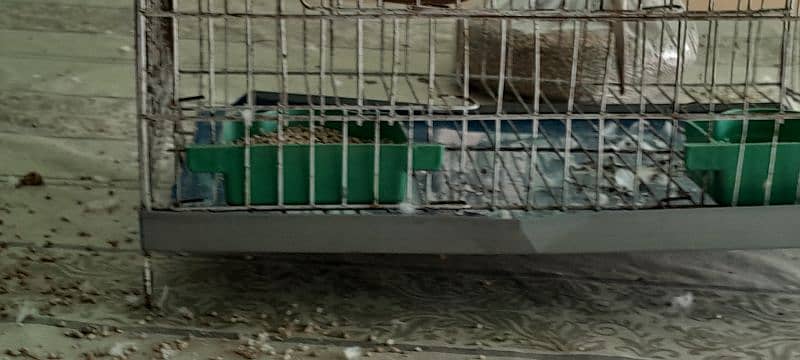 Australian parrots for sale 6