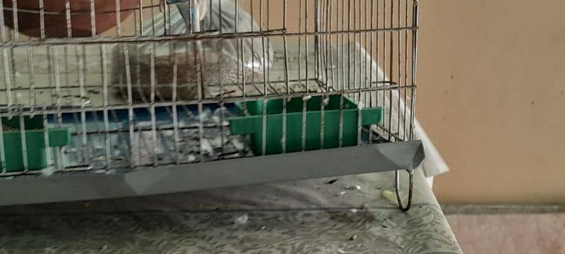 Australian parrots for sale 7