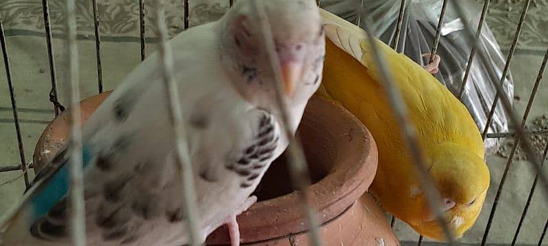 Australian parrots for sale 8