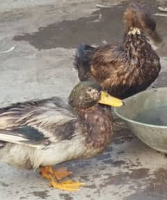 Ducks for sale