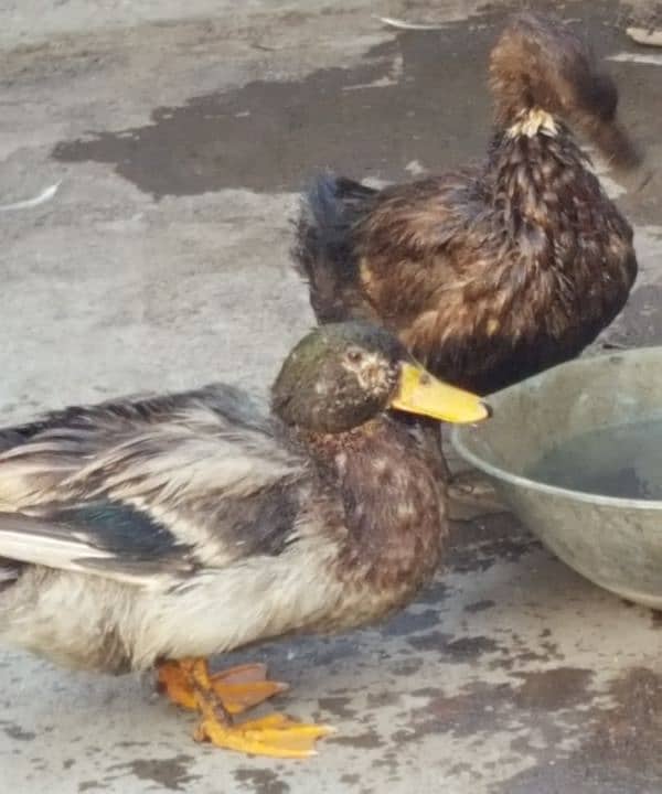 Ducks for sale 0