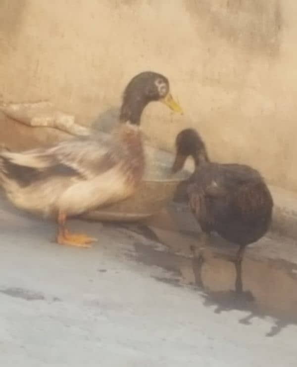 Ducks for sale 3