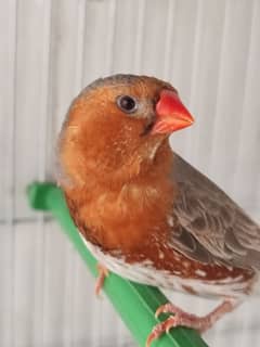 half orange male full orange female pair urgent sale