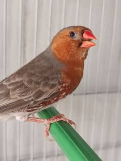 Orange male exhibition size