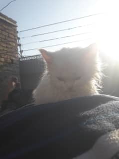 blue eyes persian white cat 2 months age