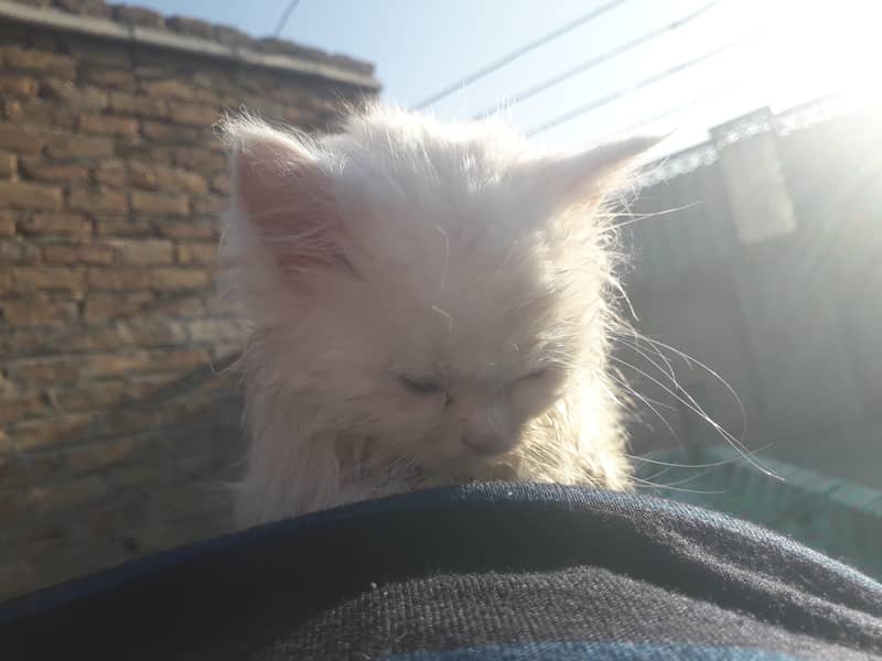 blue eyes persian white cat 2 months age 1