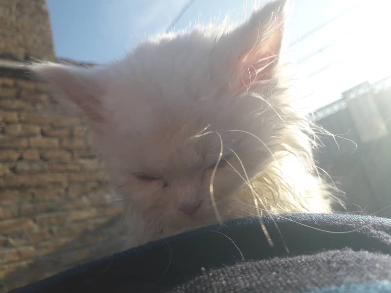 blue eyes persian white cat 2 months age 2