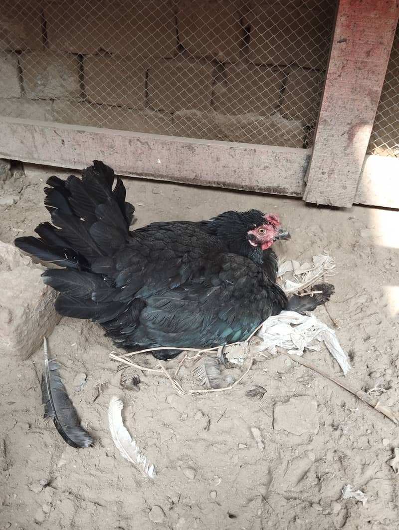 Aseel kurrak hens for sale 0