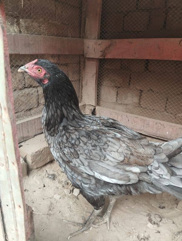 Aseel kurrak hens for sale 1