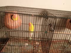 lovebirds for sale full breader pairs with cage