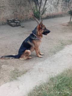 German Shepherd/ Husky Dog for Sale