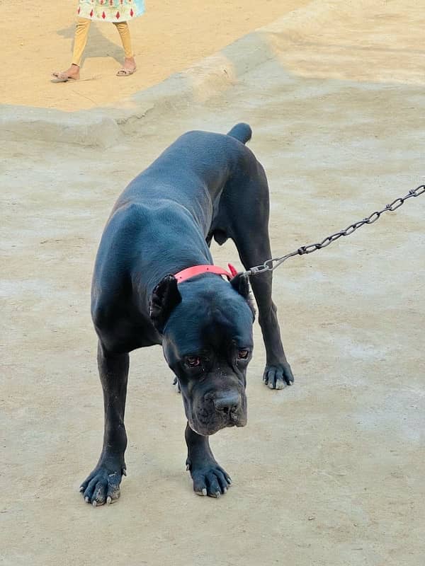 cane corso pedigree microchipped roki  available for sale urgent 0