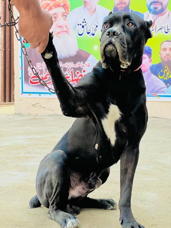 cane corso pedigree microchipped roki  available for sale urgent 2