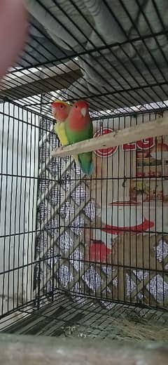 love bird