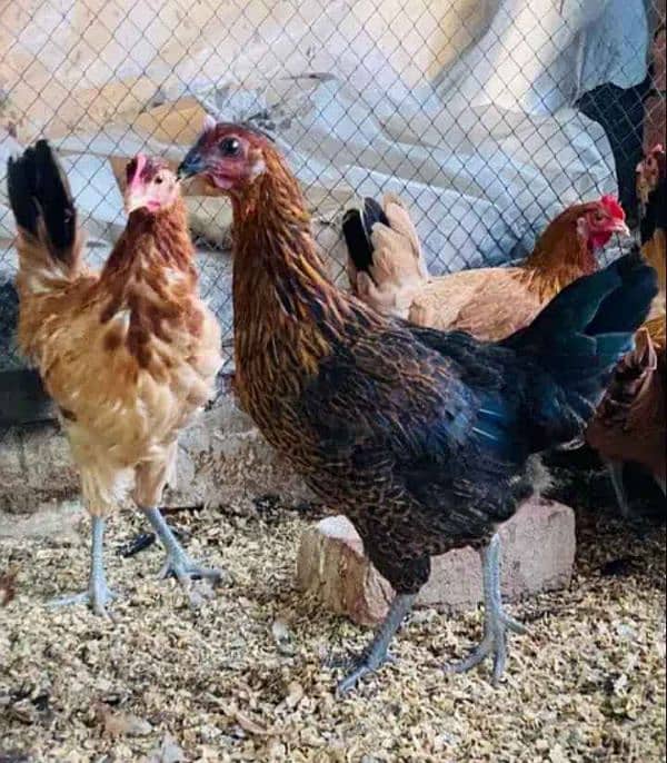 golden misri hens home Breed 2.5 months 0