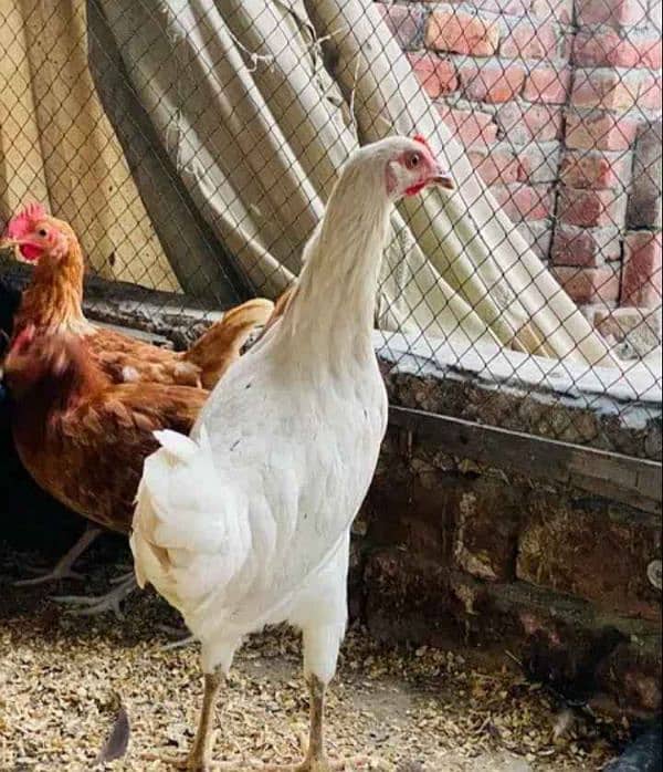 golden misri hens home Breed 2.5 months 2