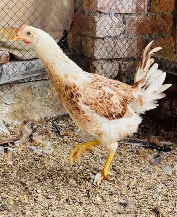 golden misri hens home Breed 2.5 months 3