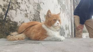 Persian cat double colour brown white