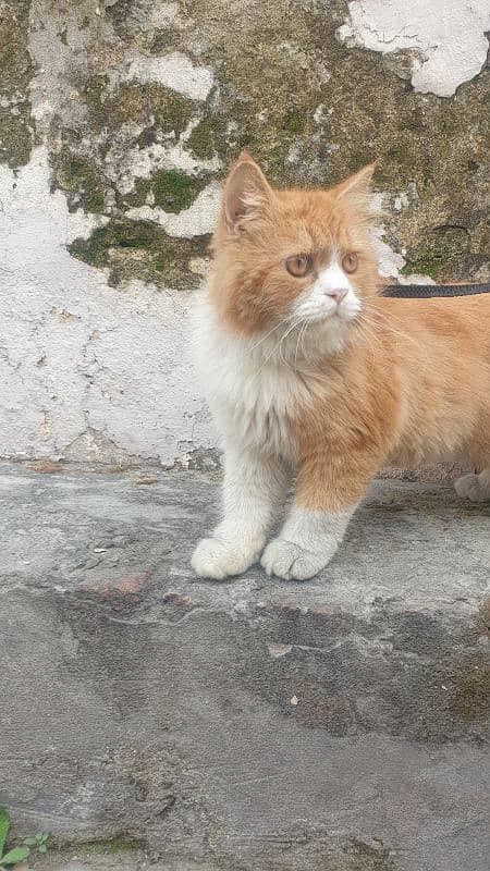 Persian cat double colour brown white 2