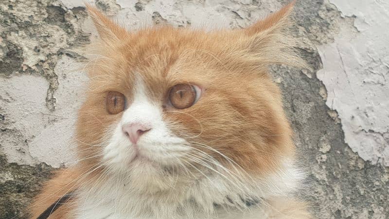 Persian cat double colour brown white 3