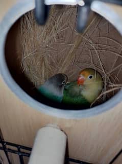 breeder love bird