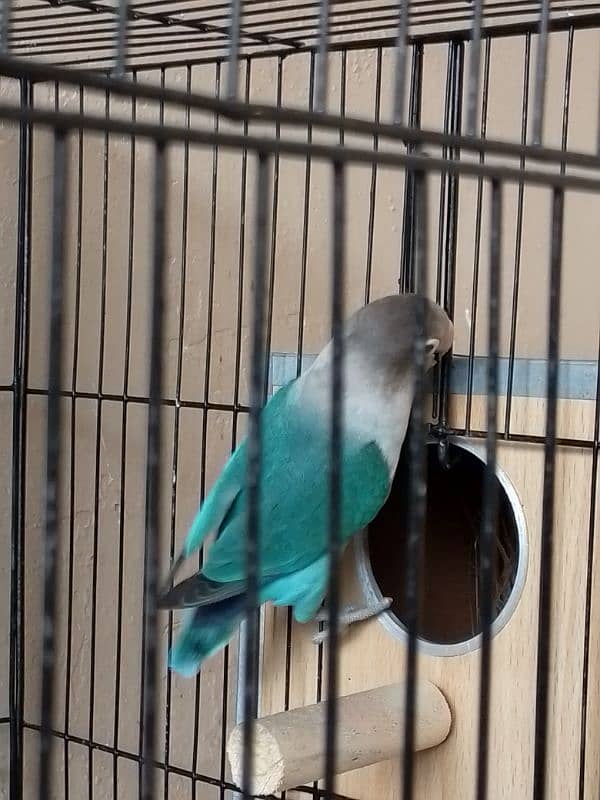 breeder love bird 1