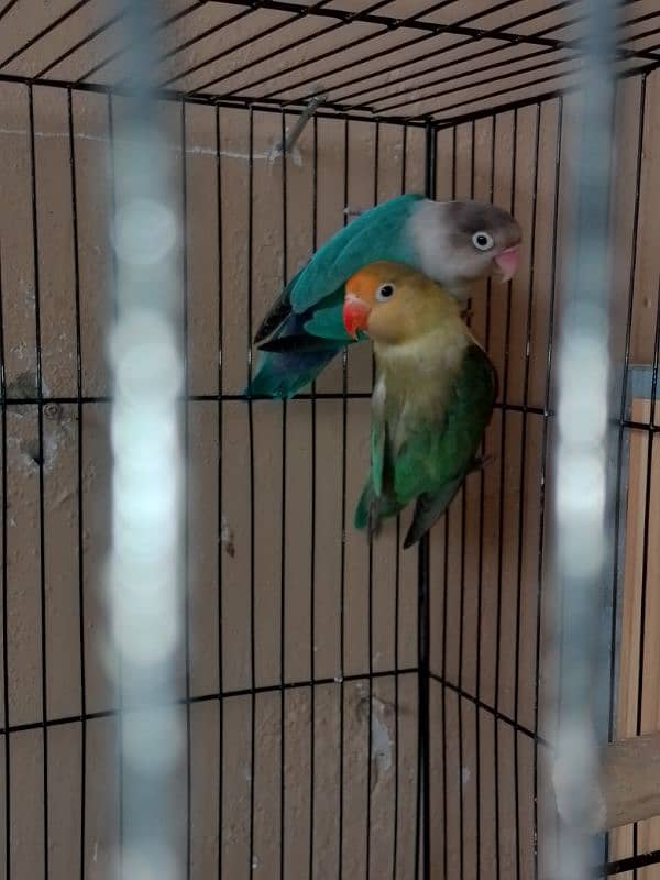 breeder love bird 2