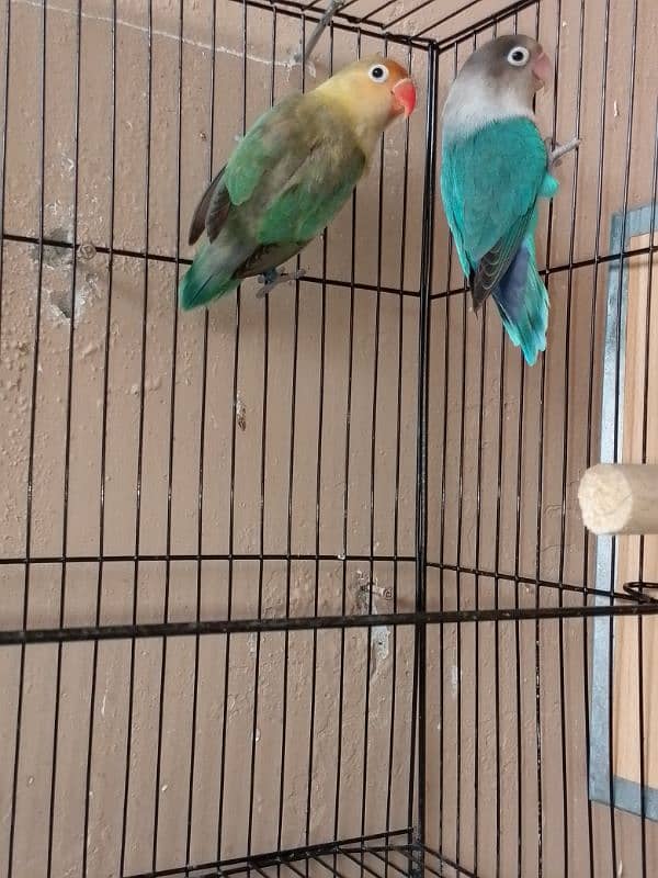 breeder love bird 3