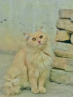 Persian Golden Breader Cat