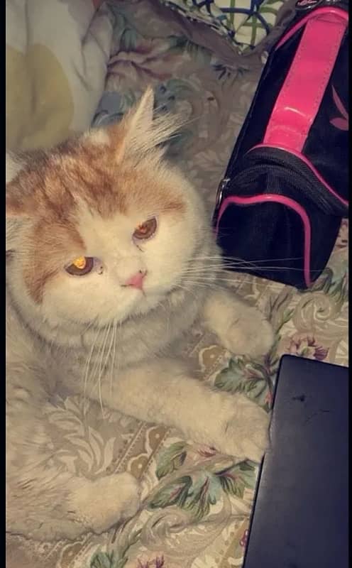 Brown White male persian Cat 1