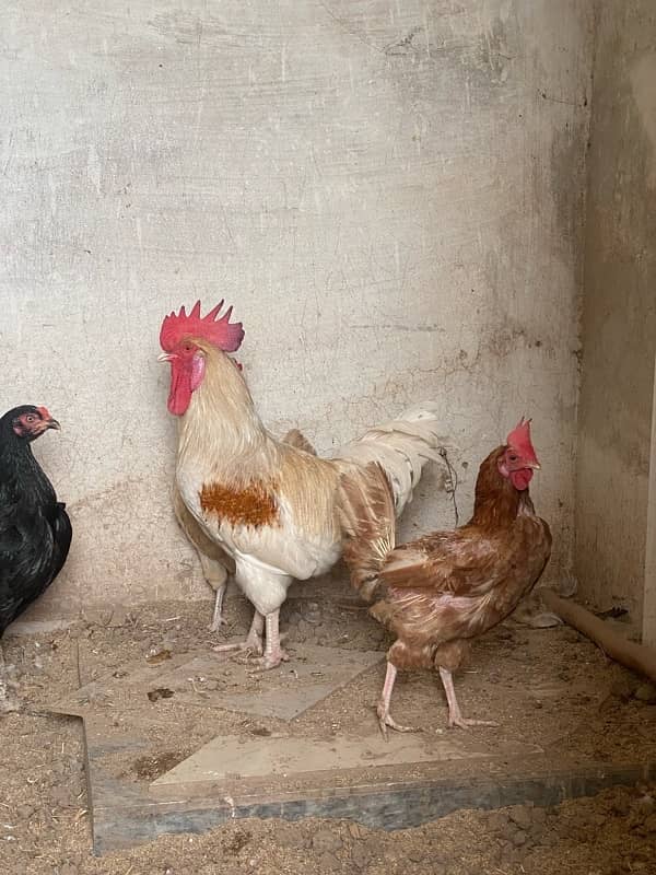 Desi Hens 0