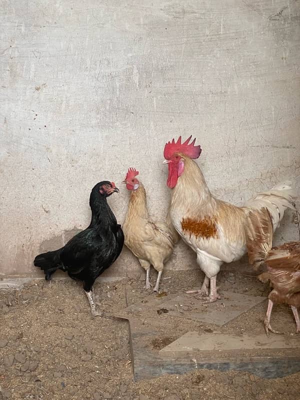 Desi Hens 1