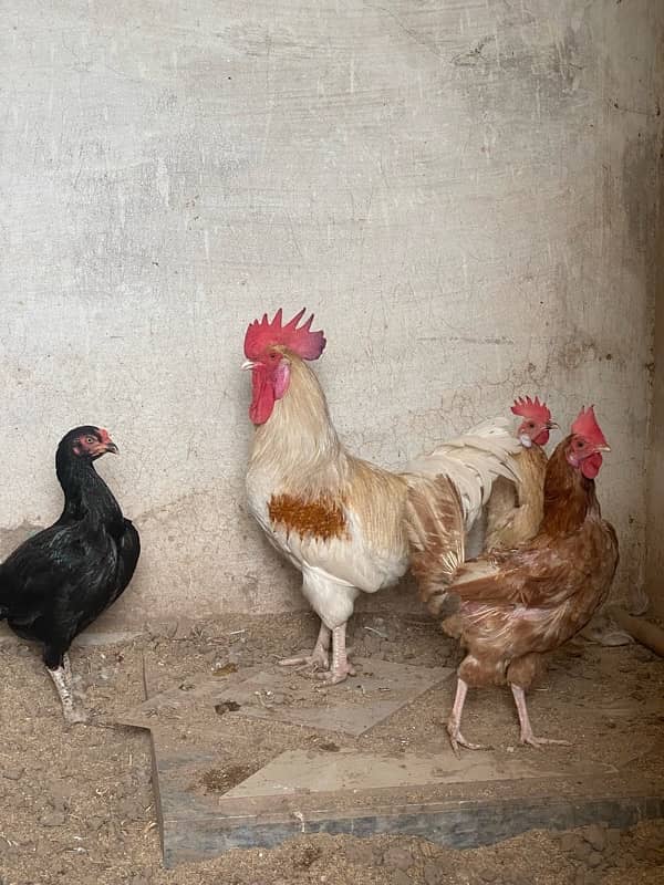 Desi Hens 2