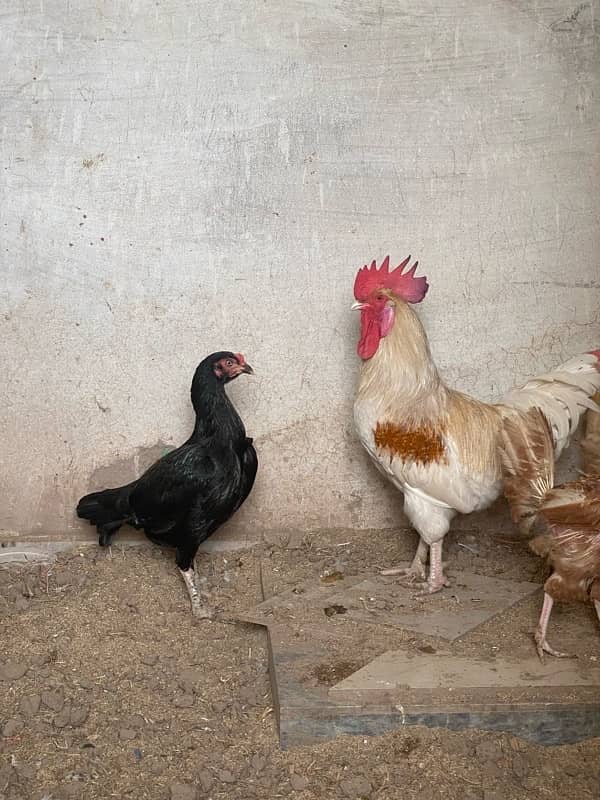 Desi Hens 3