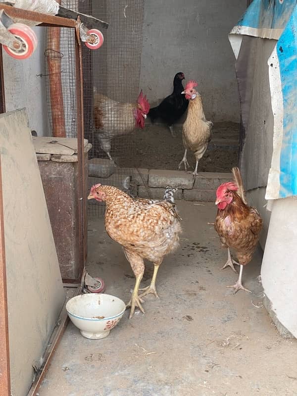 Desi Hens 4