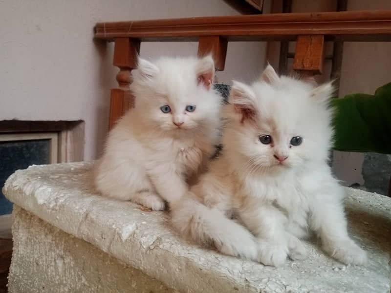 Persian kitten male femle both 0