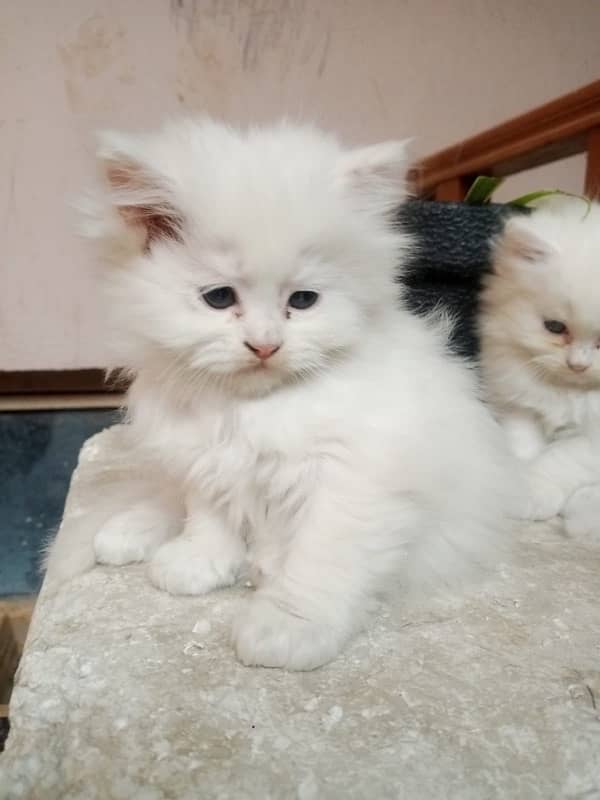 Persian kitten male femle both 3