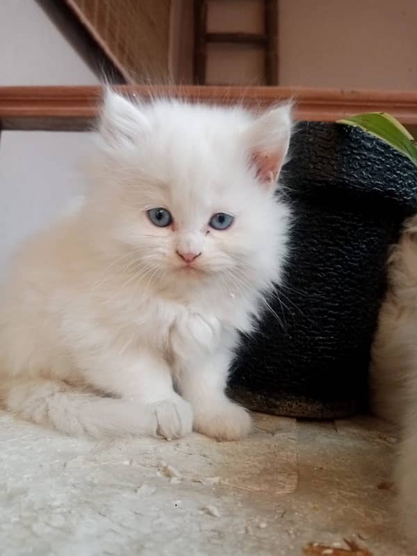 Persian kitten male femle both 4