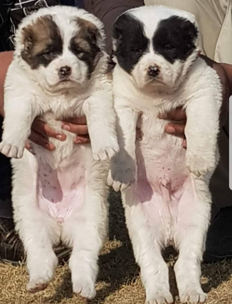 Alabai dog | King Alabai pair | security dog for sale | Alabai Breed 0