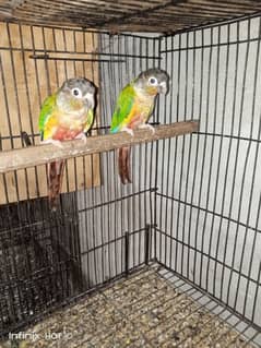 Breeder pair