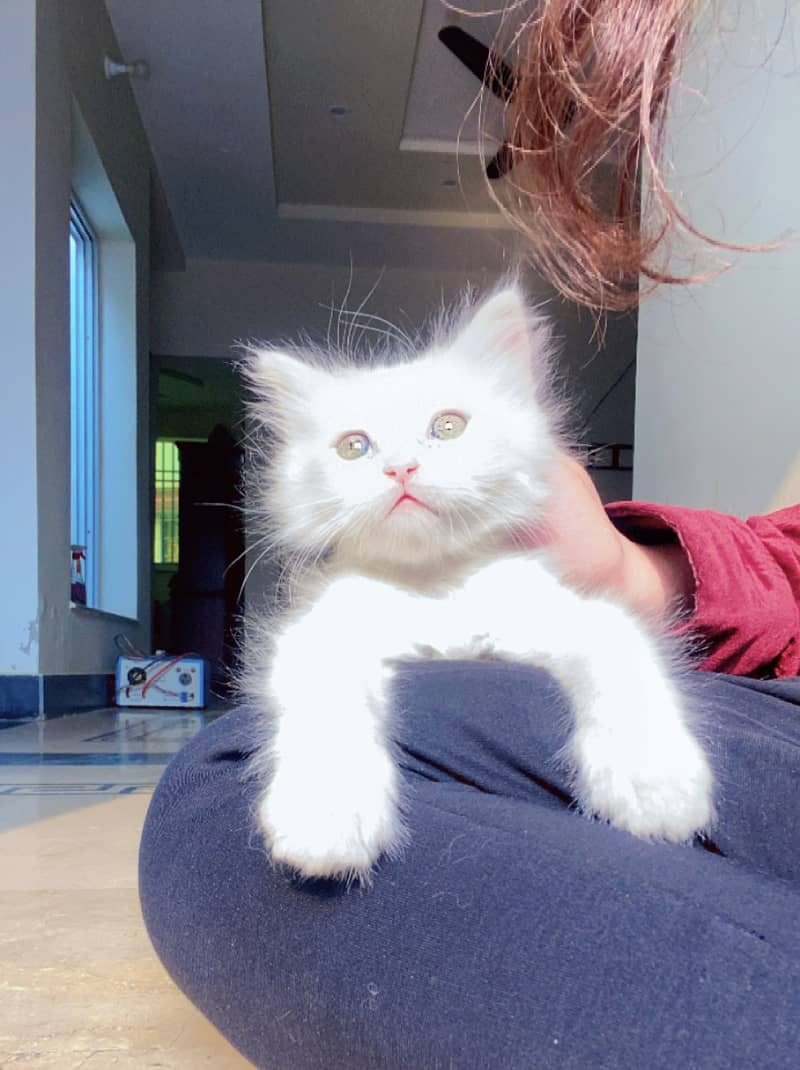 Male, Purebred Persian ragdoll, Green eyes, Tripple coated 0